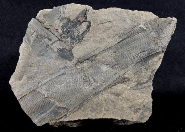 Calamites sp. BRONGNIART 1828   - Bild © FossNet FossilienStore